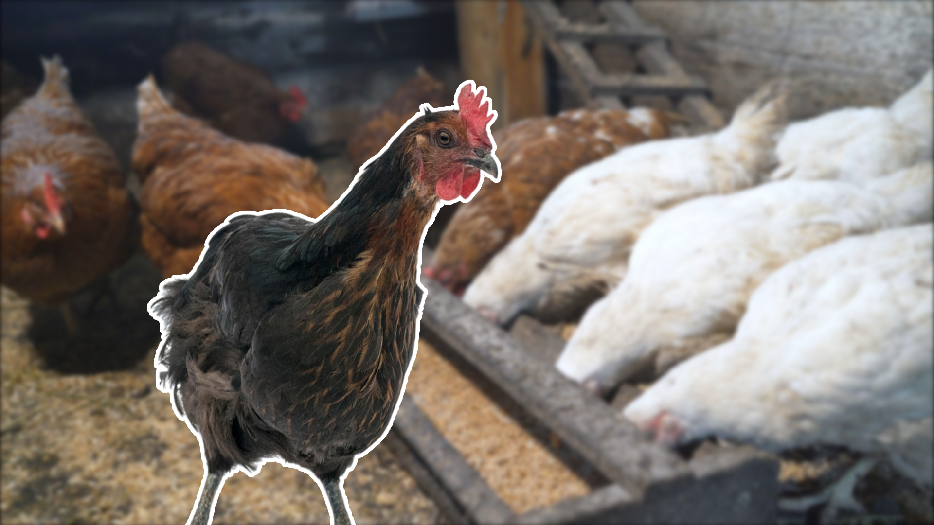 Почему хрипит курица, причины и лечение