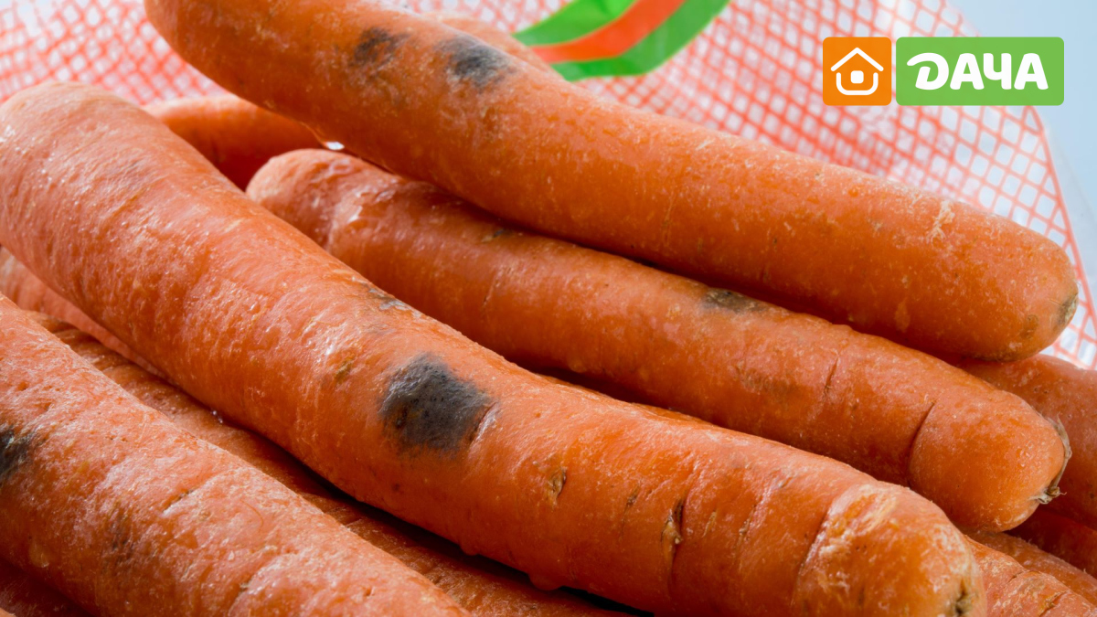 Темные пятна на моркови можно ли есть