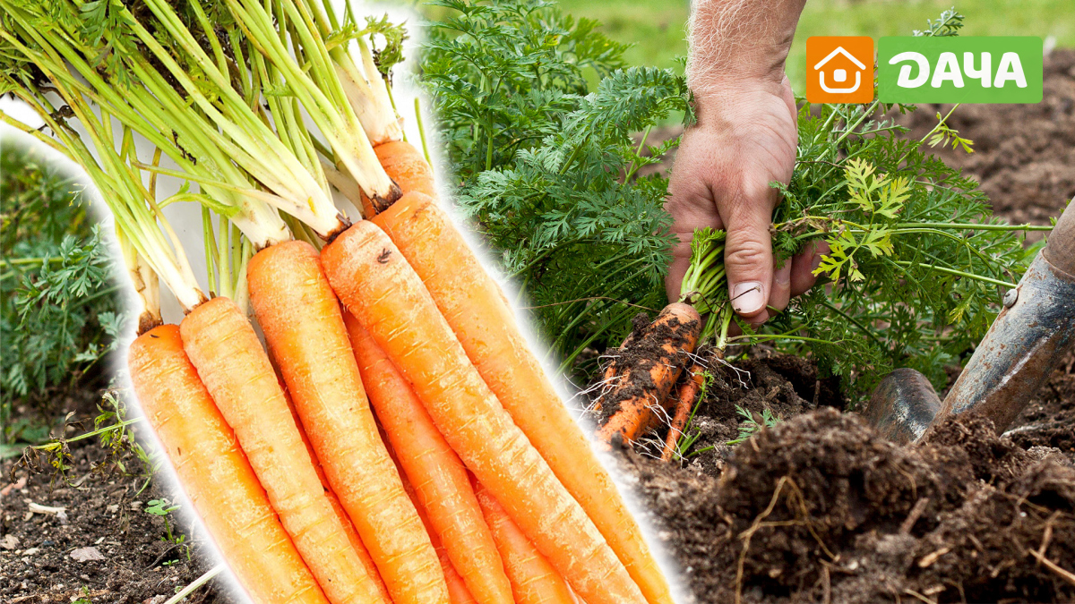 Удобрение для морковки. Подкормка моркови народными средствами. Землянская Вика Марковка.