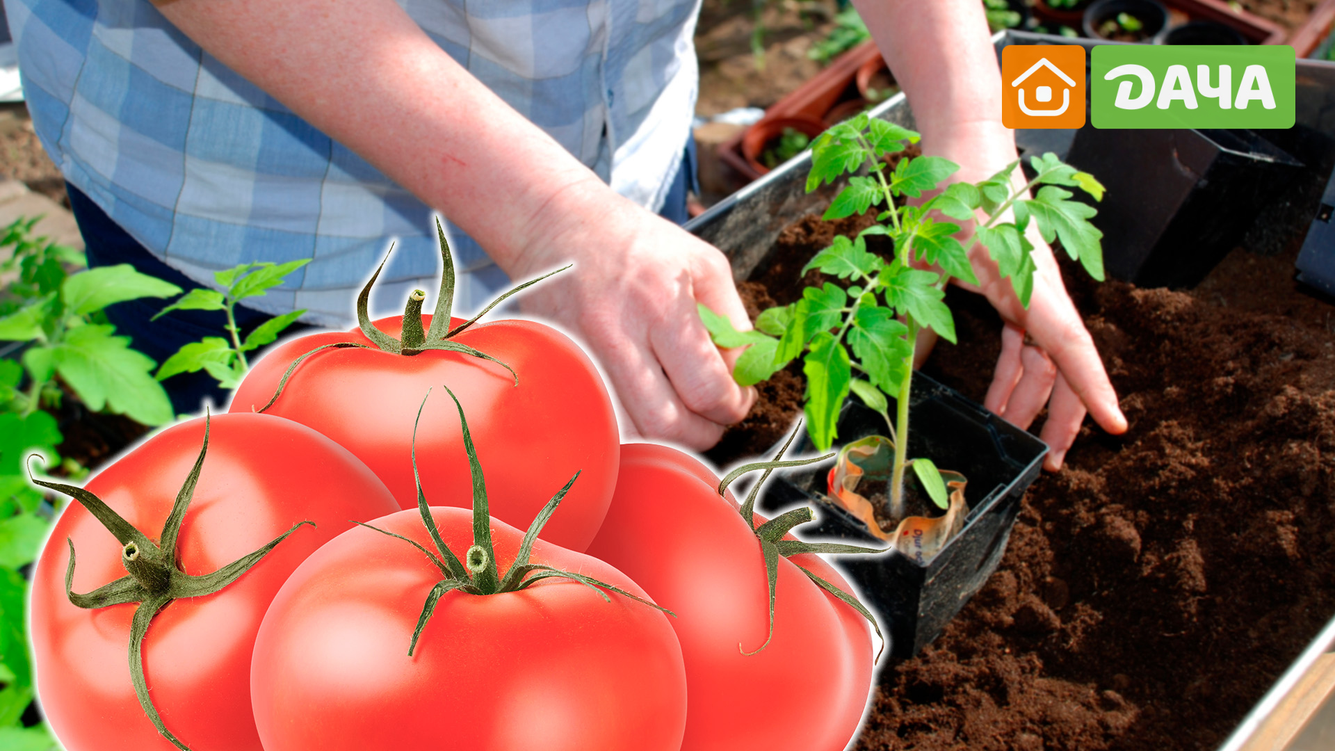 В лунку при высадке томатов. Идеи посадки томатов. Для лунок под томаты. Приспособление для посадки помидор. Посадка томатов по 2 в лунку в теплице.