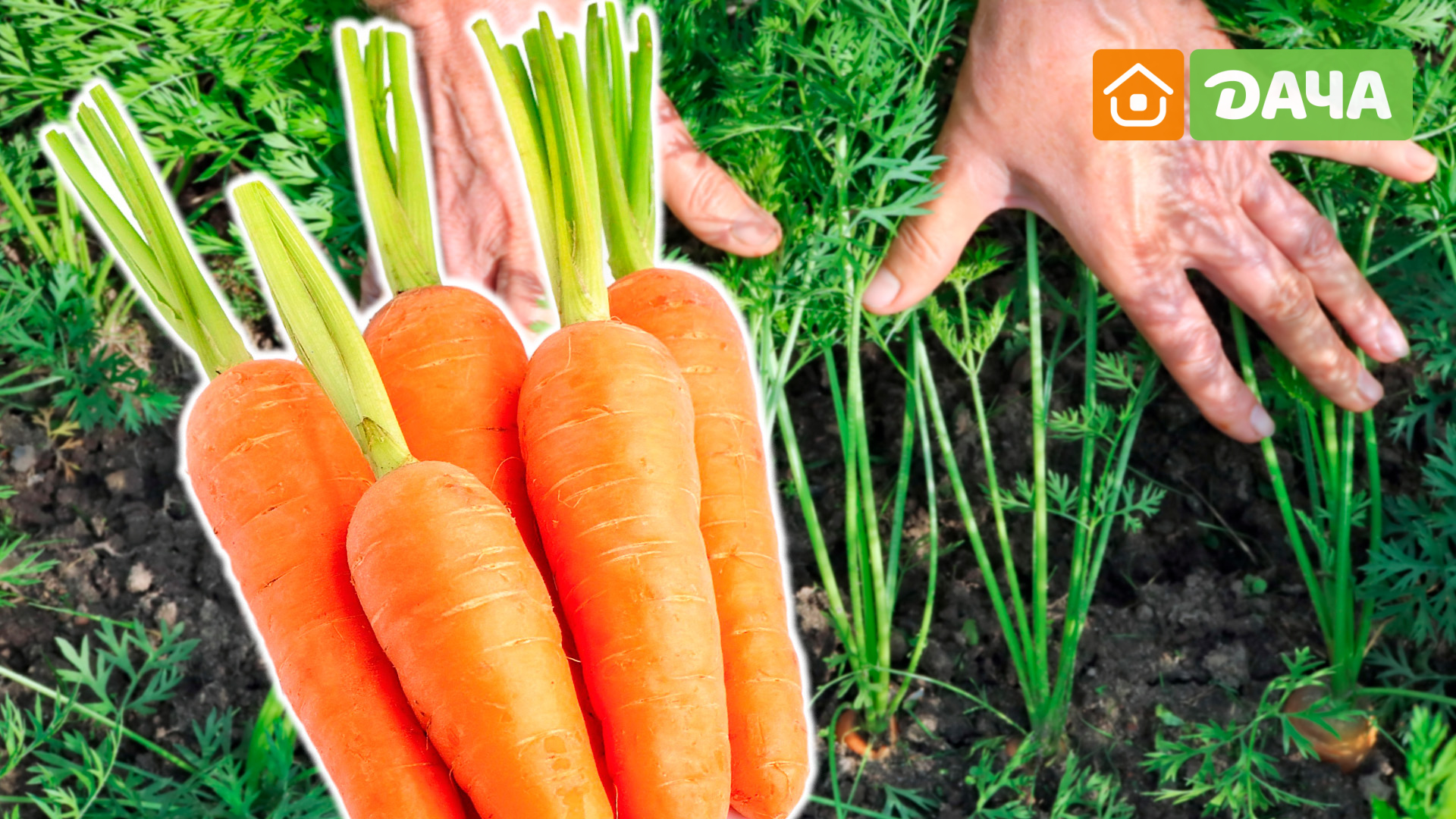 Какую почву любит морковь. Морковь столовая и удобрения. Удобрение для моркови. Поэтапный подкорм моркови. Как растет морковь.